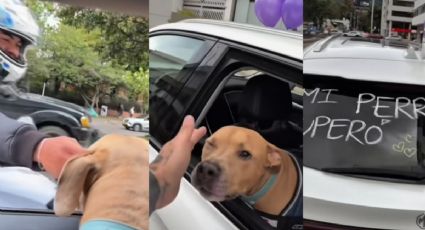 VIDEO | Peludito vence el cáncer y su dueño lo hace viral con este festejo