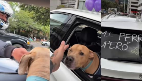 VIDEO | Peludito vence el cáncer y su dueño lo hace viral con este festejo