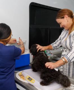 Ayuntamiento de Mérida fortalece el bienestar animal con campaña de esterilización
