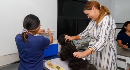 Ayuntamiento de Mérida fortalece el bienestar animal con campaña de esterilización