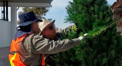 Navidad 2025: Profepa revisará los arbolitos navideños procedentes de EU