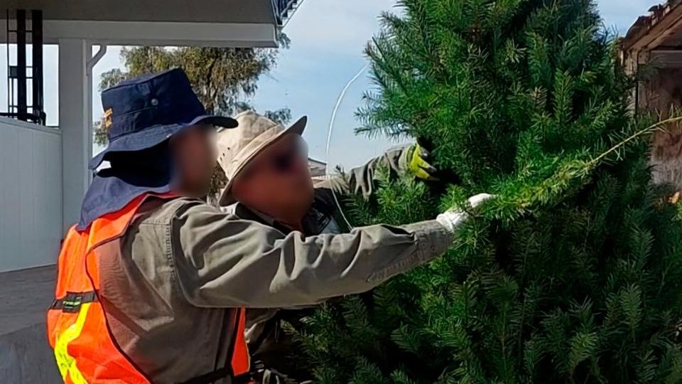 Profepa inicia la campaña de revisión de los árboles navideños procedentes de EU.