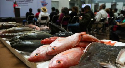 Establecen volúmenes de captura para pulpo maya y prohibición de buceo para su pesca