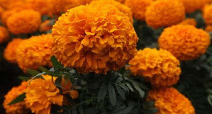 No tires el Cempasúchil; aquí te dejamos otros usos para esta bella flor