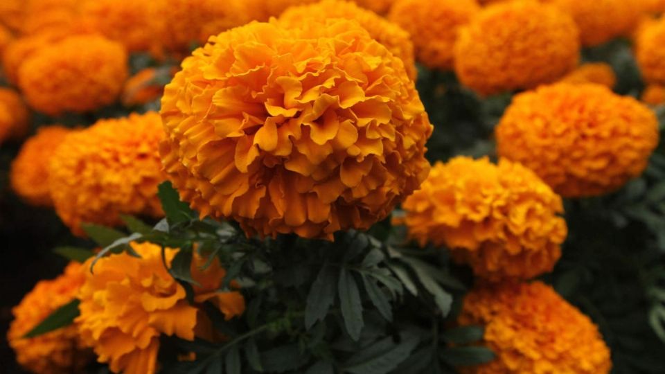 No tires el Cempasúchil; aquí te dejamos otros usos para esta bella flor