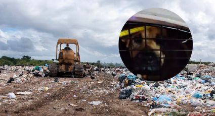 VIDEO | Acusan a alcalde de Chignahuapan de enviar a perros callejeros a un basurero