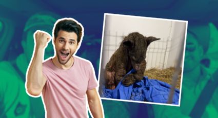 Fundación Invictus celebra avances en la recuperación de la osa Mina