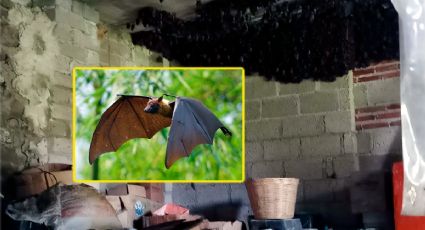 ¡Guardianes de la noche! Familia resguarda más de 2 mil murciélagos en su casa