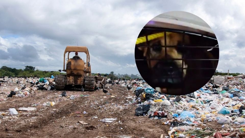 VIDEO | Acusan a alcalde de Chignahuapan de enviar a perros callejeros a un basurero