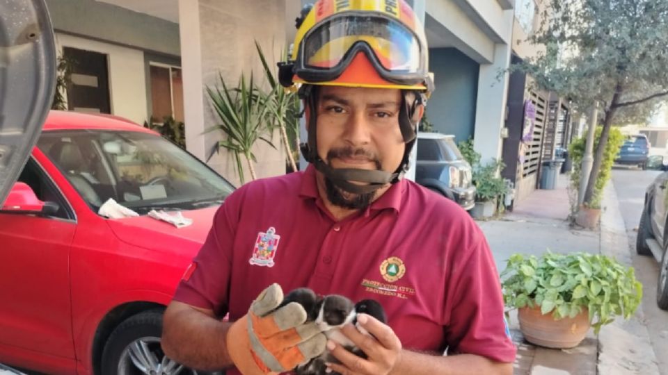 Elementos de Protección Civil de Escobedo lograron rescatar con vida a tres gatitos recién nacidos atrapados en el motor de un vehículo.