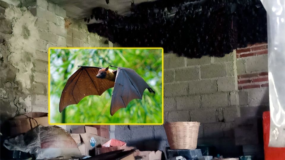 Familia resguarda más de 2 mil murciélagos en su casa de Tlaxcala