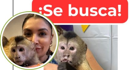 Buscan a ‘Chunky’, el mono capuchino que escapó en la colonia Lomas Modelo