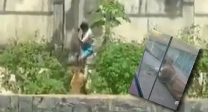 VIDEO | Joven muere tras entrar a jaula de leones en zoológico de Brasil