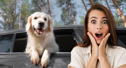 Multas por transportar a tu perro en el auto en México: requisitos, sanciones y cuánto debes pagar