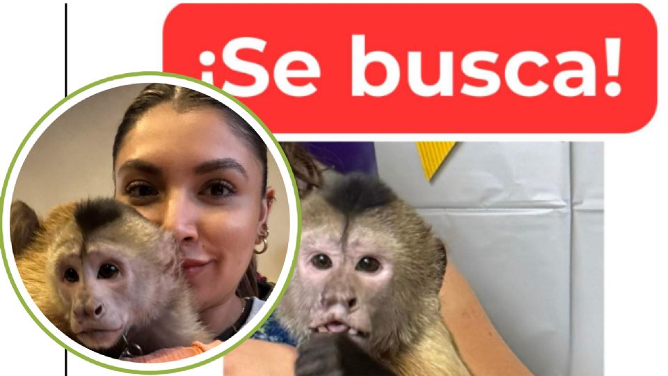 El mono capuchino ‘Chunky’ fue visto corriendo entre vehículos en la colonia Lomas Modelo, en Monterrey.