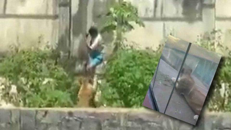 Sueño de joven de convertirse en domador terminó cuando murió en la jaula de los leones de zoológico de Brasil.