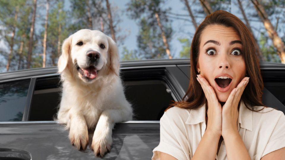 Un perro suelto en el asiento delantero puede interferir en elementos clave del coche.