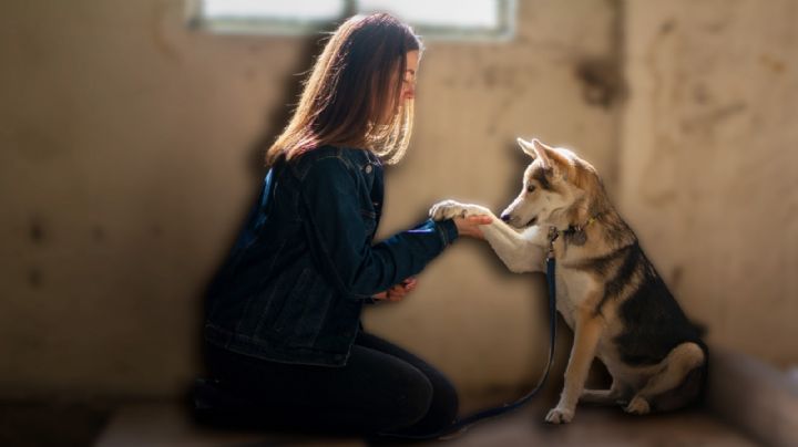 Maltrato animal en CDMX tendrá registro oficial para agresores; esto debes saber sobre la iniciativa