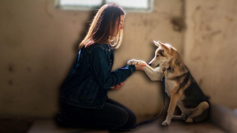 La propuesta de padrón busca evitar que un agresor pueda volver a tener un animal de compañía a su cargo y reducir el maltrato animal en CDMX.