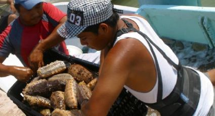 Refugio Pesquero de Celestún lograr recuperar el pepino de mar