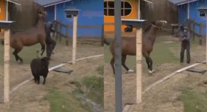 VIDEO | Sergio Mayer Mori recibe atención de emergencia tras ser golpeado por un caballo en La Granja VIP
