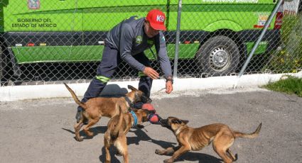 Prohiben exhibición de mascotas en puntos de venta