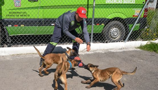 Prohiben exhibición de mascotas en puntos de venta