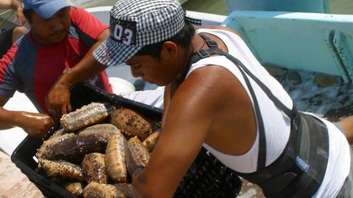 Refugio Pesquero de Celestún lograr recuperar el pepino de mar