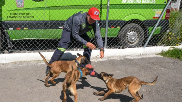 Prohiben exhibición de mascotas en puntos de venta
