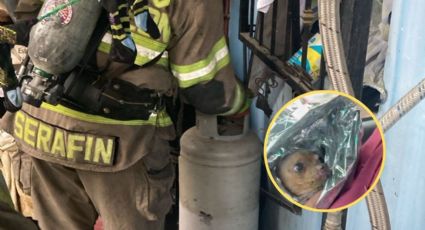 Explosión de tanque de gas en Escobedo deja a familia y a su perrita heridos