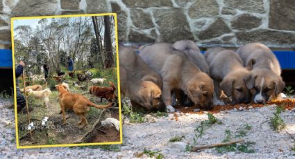 'Salvamos a 759 perritos, pero las condiciones son alarmantes': Carmela Rivero