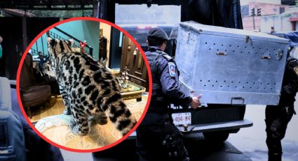 VIDEO | Rescatan a gato silvestre de una casa en Paseo de las Lomas en CDMX