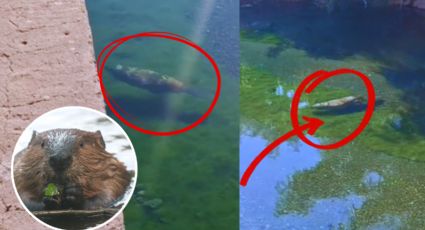 Graban a familia de castores en el río La Silla en Monterrey | VIDEO