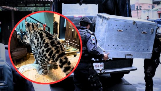 VIDEO | Rescatan a gato silvestre de una casa en Paseo de las Lomas en CDMX