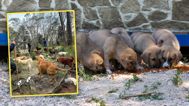 'Salvamos a 759 perritos, pero las condiciones son alarmantes': Carmela Rivero