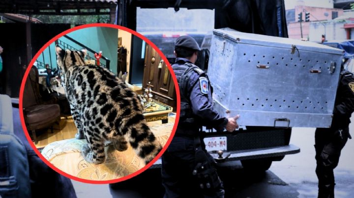 VIDEO | Rescatan a gato silvestre de una casa en Paseo de las Lomas en CDMX