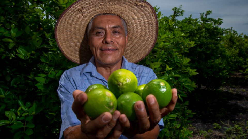 AGRICULTURA mantiene en proceso de validación los expedientes de 6 mil 279 productores de trigo panificable