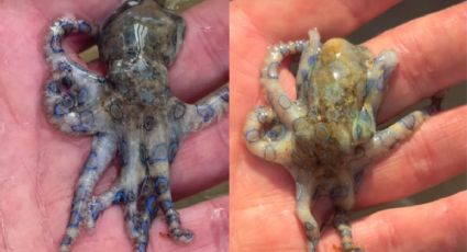 Turista sostiene por error un pulpo de anillos azules, animal más letal que el cianuro | VIDEO