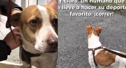 VIDEO | Rescatan a perrita runner que corrió el maratón de Monterrey; busca un nuevo hogar