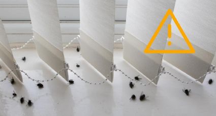 Alerta en Tizayuca: Plaga de moscas invade hogares en invierno ¿Por qué?