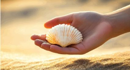 Conchas marinas podrían sustituir el cemento en el futuro; según estudio