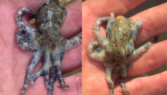 Turista sostiene por error un pulpo de anillos azules, animal más letal que el cianuro | VIDEO