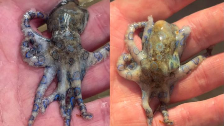 Turista sostiene por error un pulpo de anillos azules, animal más letal que el cianuro | VIDEO