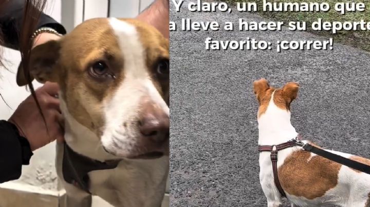 VIDEO | Rescatan a perrita runner que corrió el maratón de Monterrey; busca un nuevo hogar