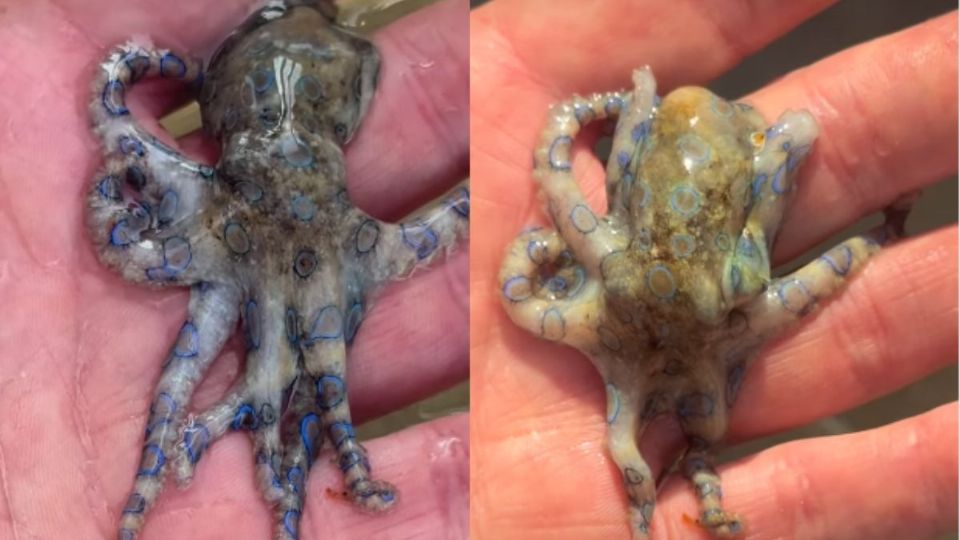 Este pequeño ejemplar es mortal para los humanos. Foto: Instagram/@decanterman