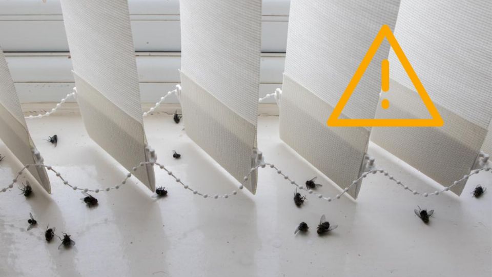 Se ha reportado una plaga de moscas en Tizayuca, Hidalgo, pese al invierno