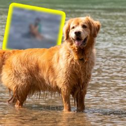 VIDEO | Hombre rescata a un perro que se metió al mar en Argentina