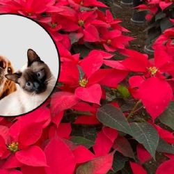 ¿La flor de nochebuena es tóxica para nuestras mascotas? UNAM responde