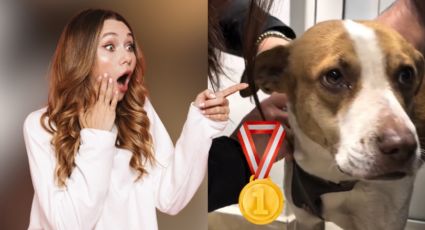 Perrita viral por correr el Maratón de Monterrey también obtendrá su medalla