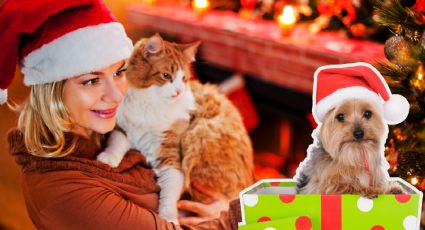 ¿Cómo proteger a tus mascotas durante el invierno y las fiesta decembrinas?